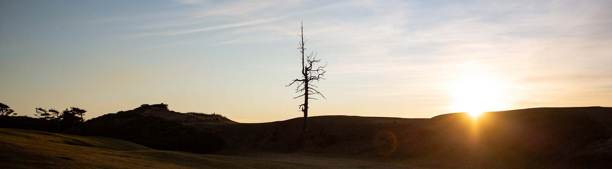 Ghost Tree Collection – BandonDunesGolfShop.com